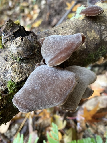 Auricularia polytricha