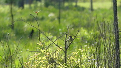 Peucaea aestivalis aestivalis