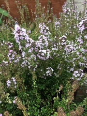 Thymus × citriodorus