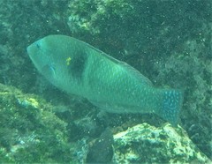 Halichoeres nicholsi