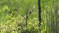 Peucaea aestivalis aestivalis