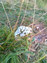 Achillea millefolium