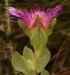 Erepsia forficata