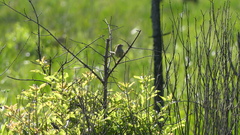 Peucaea aestivalis aestivalis