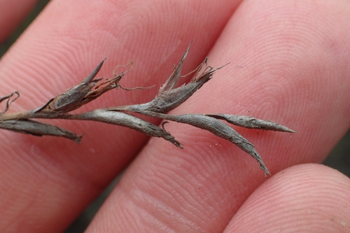 Image of Lepidosperma neozelandicum by (c) Oscar Dove, some rights reserved (CC BY)