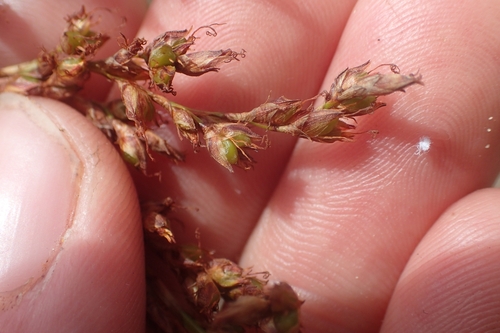 Image of Machaerina articulata by (c) Oscar Dove, some rights reserved (CC BY)