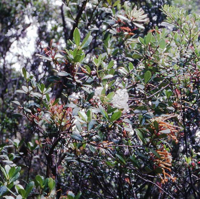 Rhododendron ruttenii (Rhododendron ruttenii)