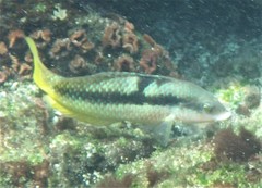 Halichoeres nicholsi