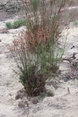 Thamnochortus punctatus