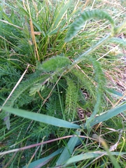 Achillea millefolium