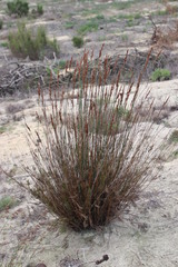Thamnochortus punctatus