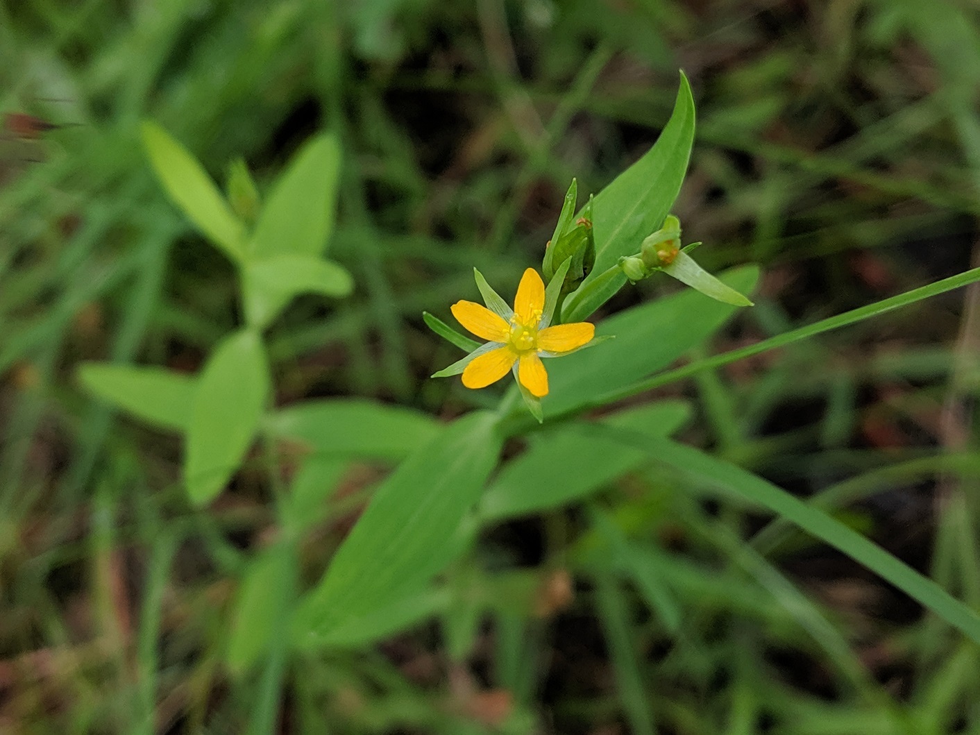 Hypericum majus