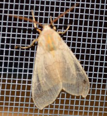 Halysidota tessellaris