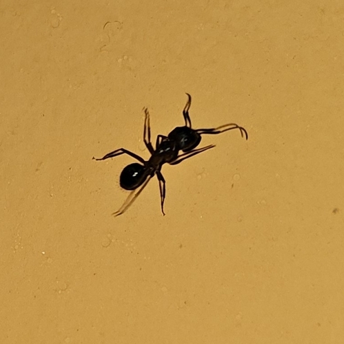 Hormigas carpinteras