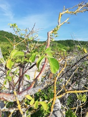 Bursera excelsa