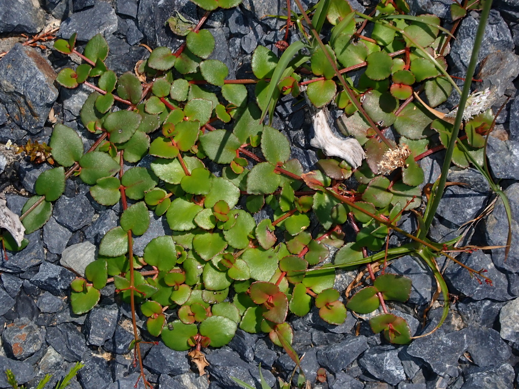 creeping raspwort from Red Rock NSW 2456, Australia on December 12 ...