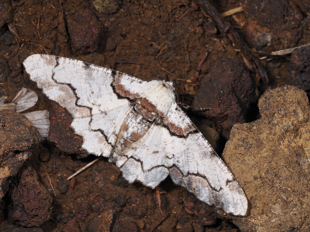 Biston regalis