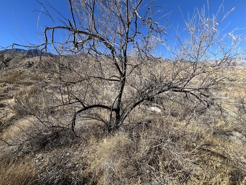 Desert Willow - 'Bubba' winter