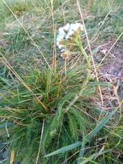 Achillea millefolium