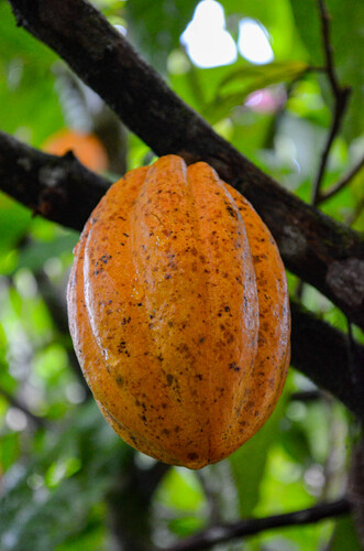 Theobroma cacao - Whole tree