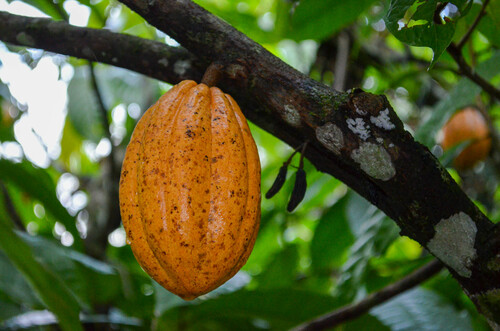 Theobroma cacao - Whole tree