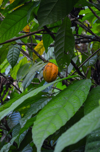 Theobroma cacao - Whole tree