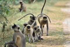 Northern Plains Gray Langur photo 5