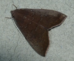 Anomis illita