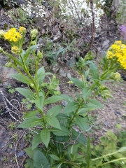 Senecio propinquus
