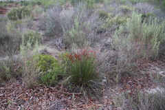 Staberoha distachyos