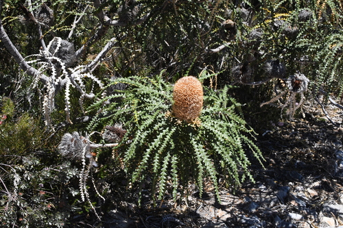 Image of Banksia speciosa by (c) Em Lamond, some rights reserved (CC BY)