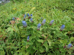 Gentiana platypetala