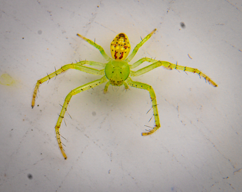 Diaea livens photo 5
