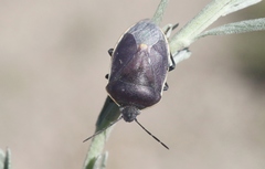 Chlorochroa kanei