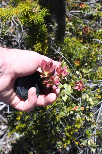 Adenanthos venosus (Adenanthos venosus)