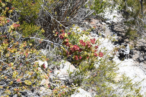 Adenanthos venosus (Adenanthos venosus)
