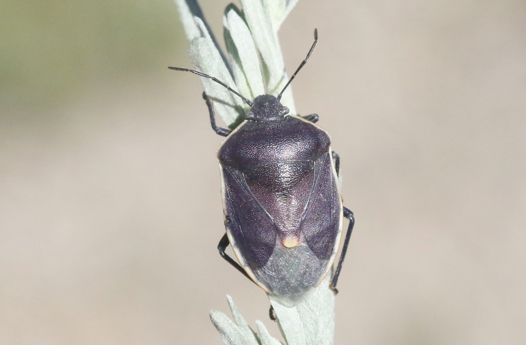 Chlorochroa kanei