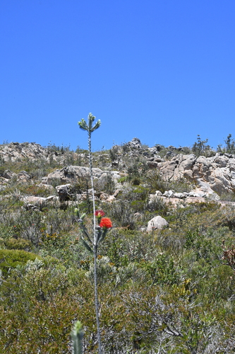 Image of Melaleuca velutina by (c) Em Lamond, some rights reserved (CC BY)