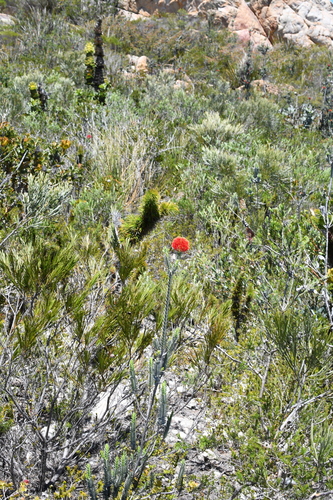 Image of Melaleuca velutina by (c) Em Lamond, some rights reserved (CC BY)