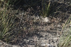 Eriogonum spergulinum