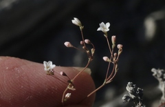 Eriogonum spergulinum