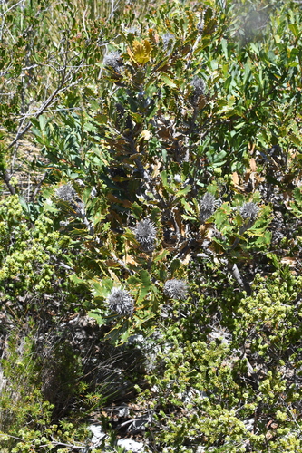 Image of Banksia heliantha by (c) Em Lamond, some rights reserved (CC BY)