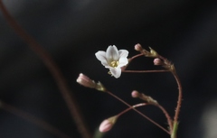 Eriogonum spergulinum