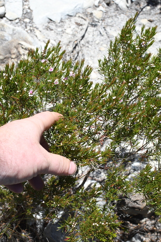 Image of Hypocalymma jessicae by (c) Em Lamond, some rights reserved (CC BY)