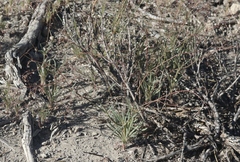 Eriogonum spergulinum