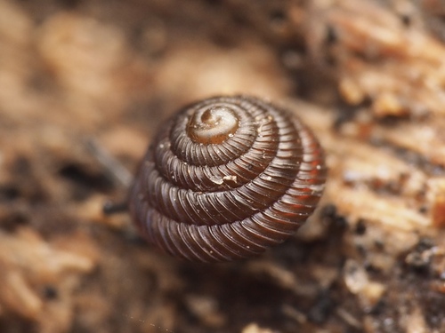 Strobilops aenea, 2023-01-17