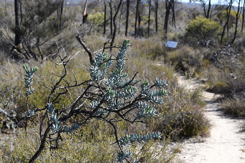 Image of Daviesia pachyphylla by (c) Em Lamond, some rights reserved (CC BY)