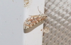 Stamnodes tessellata