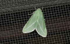 Chlorosea margaretaria