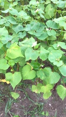 Fagopyrum esculentum
